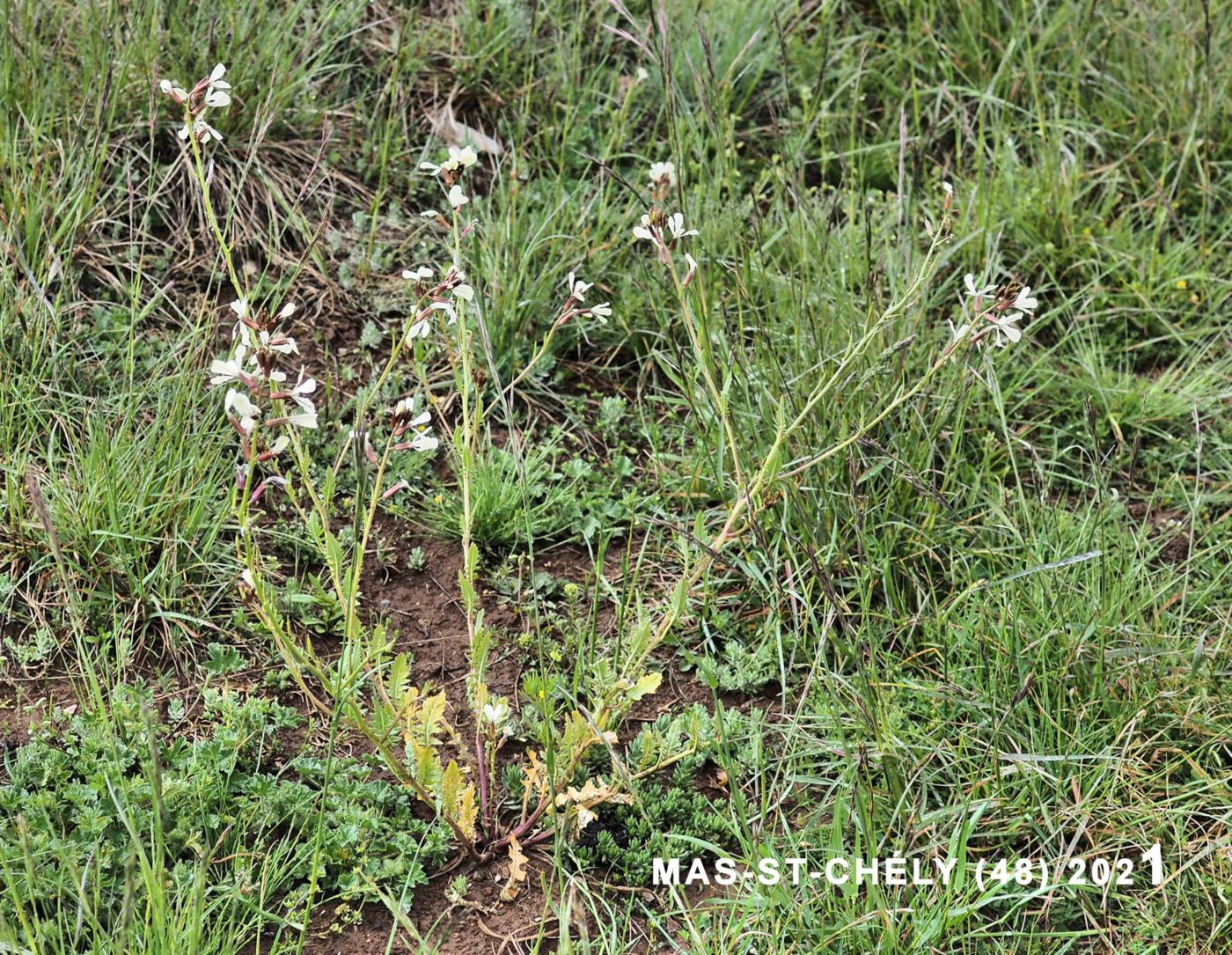 Rocket, Salad plant